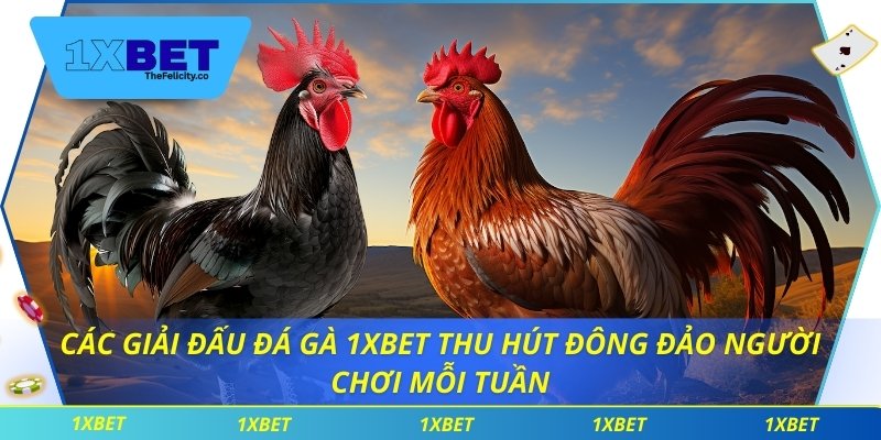 Đá Gà 1xbet Các giải đấu đá gà 1xbet thu hút đông đảo người chơi mỗi tuần