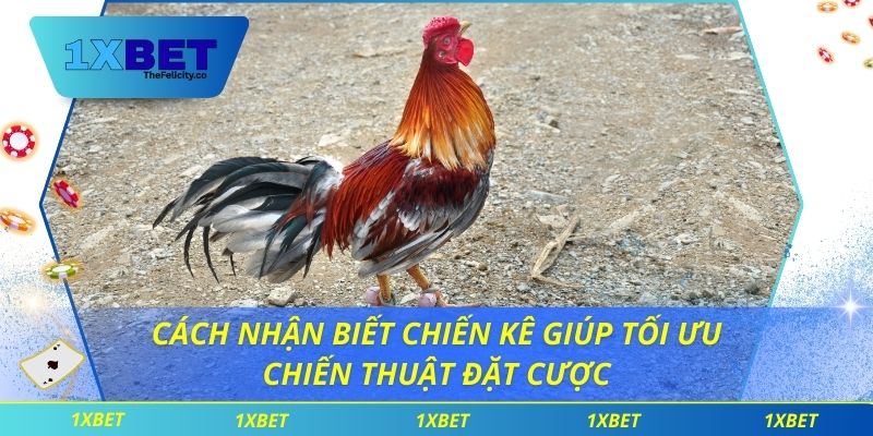 Cách Nhận Biết Chiến Kê Giúp Tối Ưu Chiến Thuật Đặt Cược cách nhận biết chiến kê