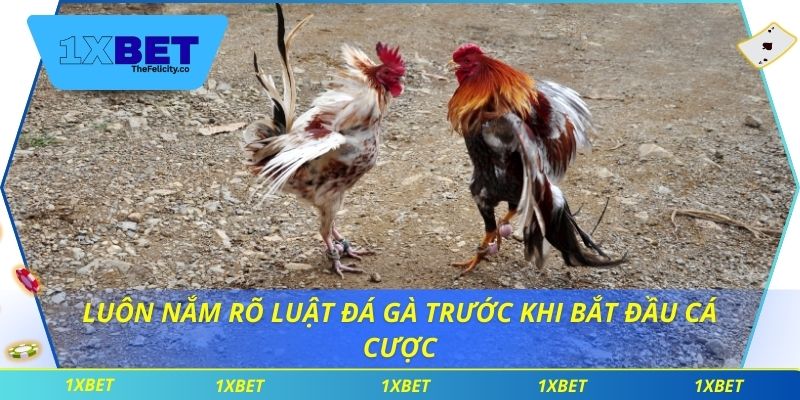 Luôn nắm rõ luật đá gà trước khi bắt đầu cá cược