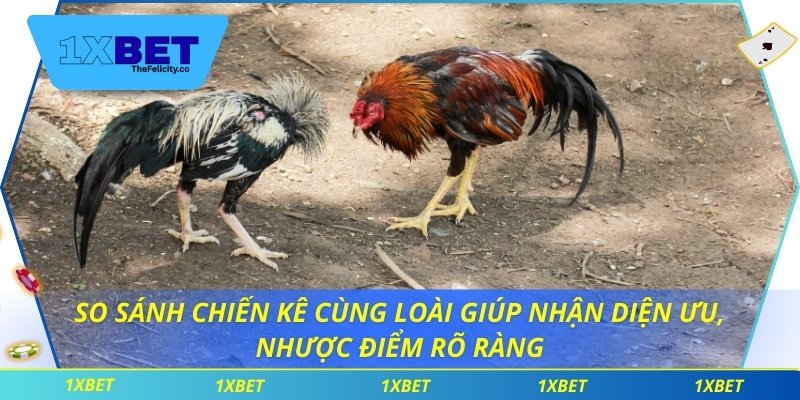 Cách Nhận Biết Chiến Kê Giúp Tối Ưu Chiến Thuật Đặt Cược So sánh chiến kê cùng loài giúp nhận diện ưu, nhược điểm rõ ràng