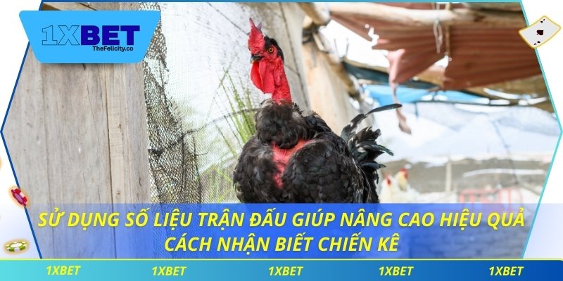 Cách Nhận Biết Chiến Kê Giúp Tối Ưu Chiến Thuật Đặt Cược Sử dụng số liệu trận đấu giúp nâng cao hiệu quả cách nhận biết chiến kê
