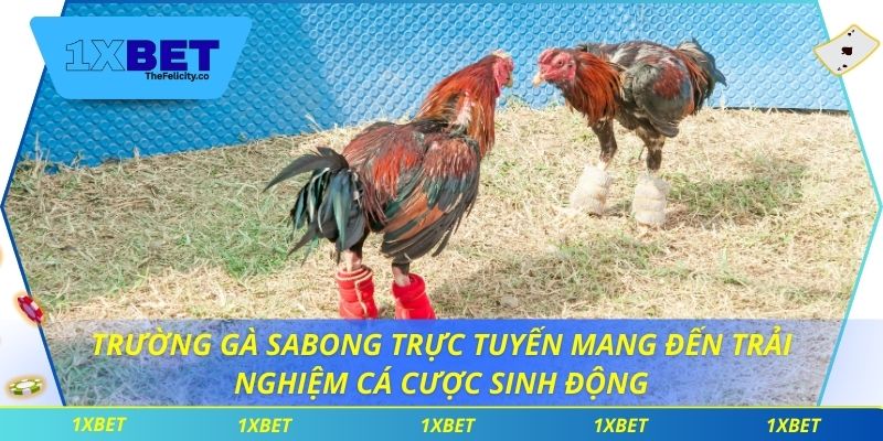 Trường Gà Sabong - Kết Nối Người Chơi Với Trận Đấu Trực Tiếp Trường gà sabong trực tuyến mang đến trải nghiệm cá cược sinh động